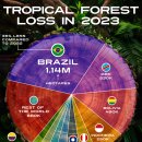 2023년 열대우림 손실 시각화 이미지