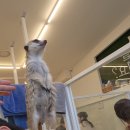 미어캣 | [혜화] 미어캣파크 솔직 후기! 고양이, 강아지, 파충류, 기니피그까지