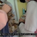 그린펫동물병원 티스토리