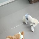 가히애견 이미지