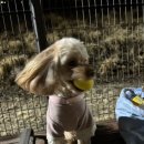 서울댕입구 이미지