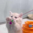 김포고양이분양 맘스캣 이미지