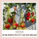 스마트농원 | 포천 아이랑 가볼 만한 곳 아딸농장 체험 딸기밭 분양 후기