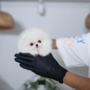 화이트켄넬(white-kennel) 네이버블로그