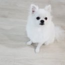 스타펫미팅 이미지