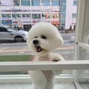 퍼피루미 옥정점 이미지