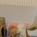 패러그린샵 명지점 이미지