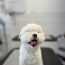 GROOMING107 이미지