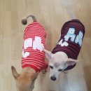 빠박이 애견미용 이미지