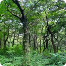 새천년카 | 제주 여행 가볼만한곳 비자림 주차장 입장료 숲속 산책 힐링코스