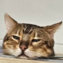 대정동물병원