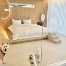 도도독A 이미지