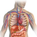 사람의 인체 구조 이미지