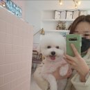내 강아지 미용실 이미지