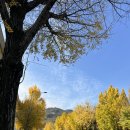 청운중학교 | 가을 부암동 마을 나들이 - 경복궁역에서 청와대 정문 지나 석파정까지