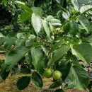 호두나무 이미지