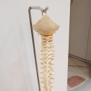 밸랩필라테스 | 해운대필라테스 통증 관리 하기 좋은 밸랩필라테스