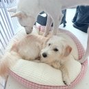 복돌이애견 | 강아지 쿠션 추천 여름 겨울 원형 방석 코고니 내돈내산 후기