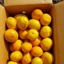 동백농장 이미지