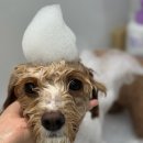 하이몽몽 이미지