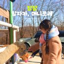 평새말목장2 | 강원도 평창 아이랑 가볼만한곳 용평 애니포레 알파카목장