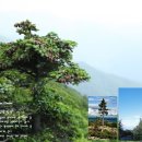 가문비나무 Picea jezoensis (Siebold &amp; Zucc.) Carriere 이미지