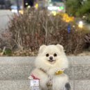 댕즈 이미지