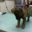 한얼동물병원 이미지