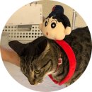 (주)동원메디칼 | 경성대영어회화 와이씨컬리지(YCcollege)어학원이 롯데 자이언츠의 가을 야구 진출을 응원합니다!