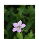 신구대학식물원 Daum카페