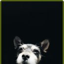 일산시티 동물의료센터 이미지