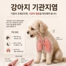 연기동물병원 | 서전주동물병원에서 강아지 기침이 오래갈 때 확인해야 할 기관지 문제