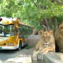 사파리월드 - 포천시 가산로240번길 31-1 | 사파리월드