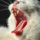 시흥24시센트럴동물의료센터 이미지