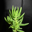 품절-테트라고나(미니소나무)-Crassula tetragona L. Miniature pine tree 이미지
