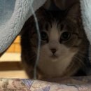 반갑다 창문밖 고양이 이미지