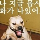 저 말리지마요! 이미지