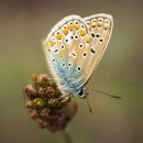 나비마트 이미지