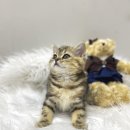 개좋다냥 이미지