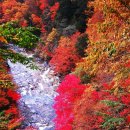 산우