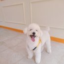 하프잇댕 | [석촌/송파역] 애견 동반 카페_강아지 수제간식전문 '하프잇댕'