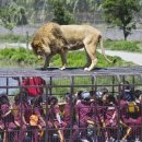 맹수를 가까이서 볼 수 있는 중국 'Ledu Wildlife' 동물원 이미지