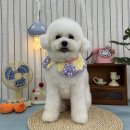 신정애견미용 | 울산애견미용 비숑미용 푸들미용 까꼬노라 효정쌤 추천 솔직후기