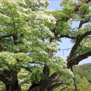 양산천변 | “5월의 눈꽃이 내린 마을” 김해 주촌면 선지사와 천곡리 이팝나무