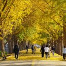 은행나무길 이미지