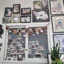 꽃길 걷는 고양이 이미지