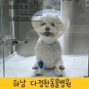 한 동물병원 | 하남 다정한동물병원 강아지 스케일링 내돈내산 후기