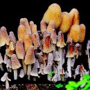 버섯마을 이미지