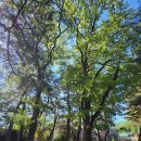 내수초등학교 | 340.충청북도 보은군 속리산면 구병리 구병솔숲