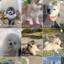 도그시티 | [분양후기] 사모예드 - 아리(설탕)